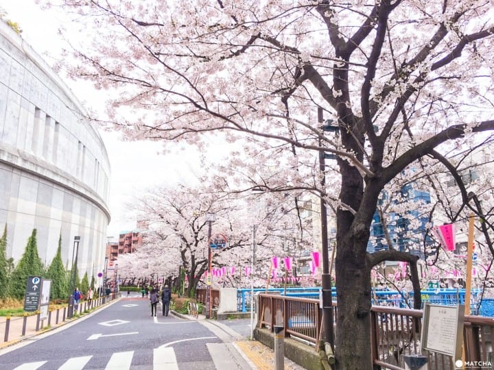 東京都內五處不同凡響的賞櫻秘境