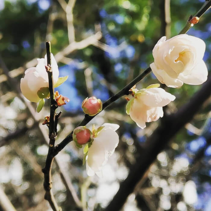 【台灣必訪的梅花季景點】2023年新登場！完整清單懶人包，共13處隱藏版賞梅秘境！