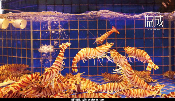 澳門優惠 終 於喜迎期盼已久的堂食好消息啦優惠 5