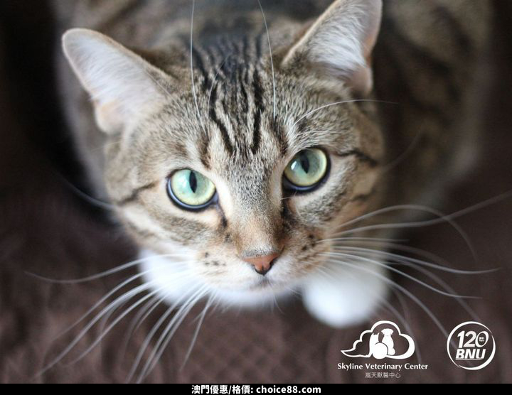 澳門優惠 BNU Life 信用卡優惠9折 0