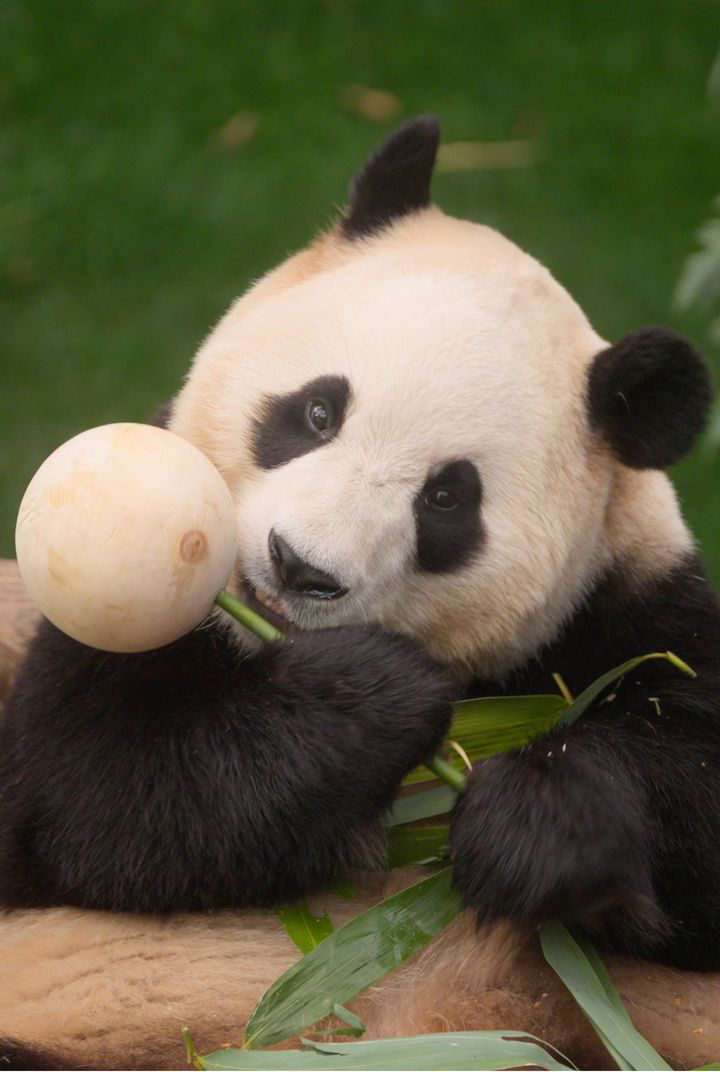 澳門優惠 特典公佈 電影限定 福寶 小卡 或 飼養員爺爺 小卡優惠 1