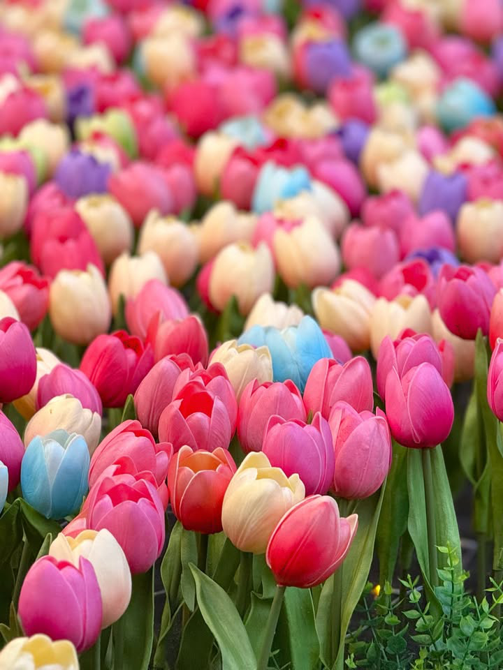 澳門優惠 五一攻略 到此 藝 遊優惠 9